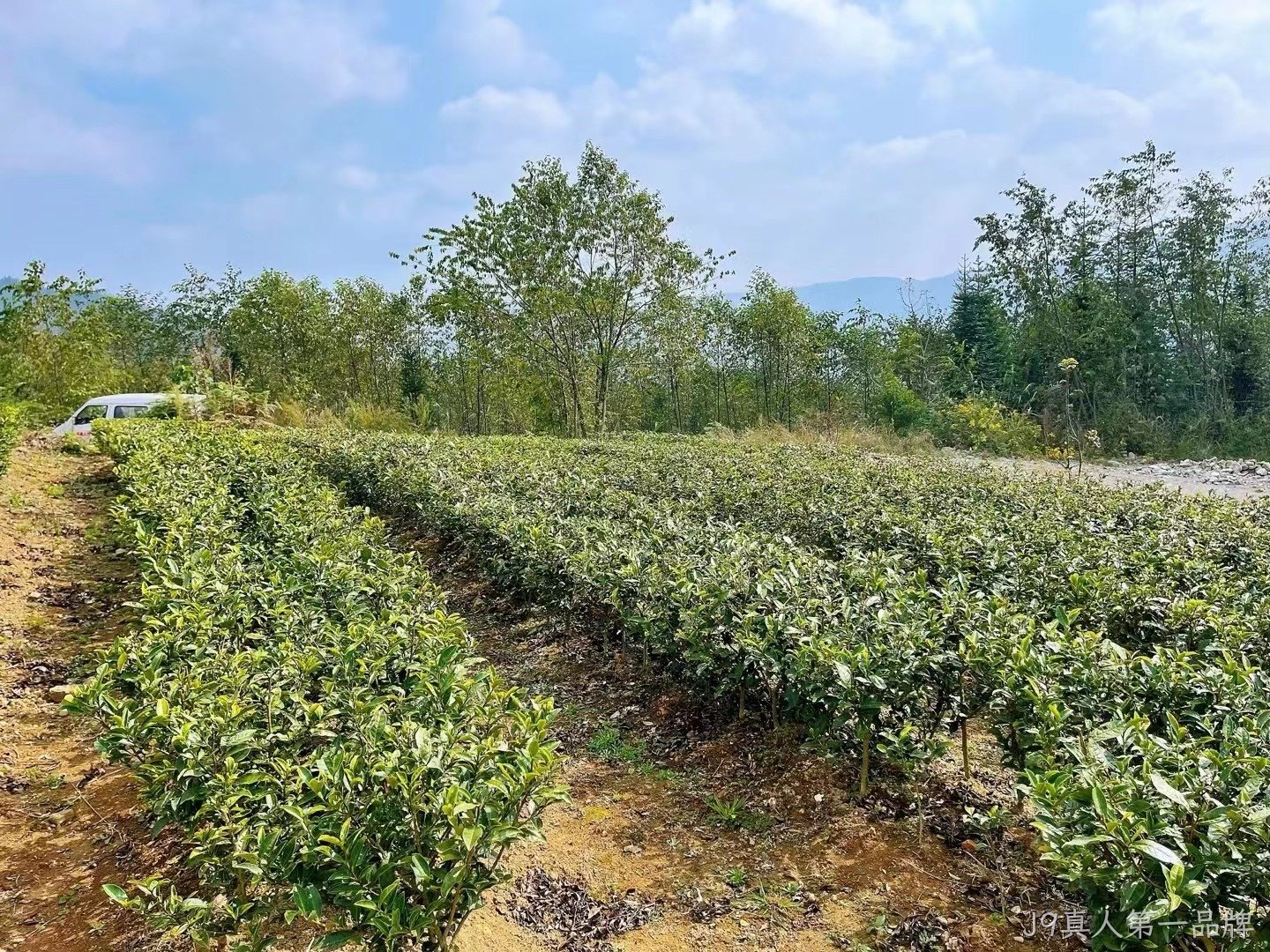 茶叶
