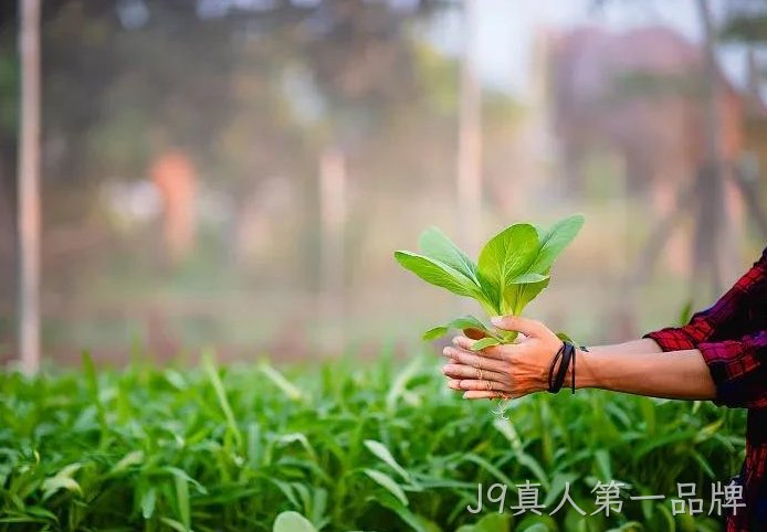 智慧大棚需要哪些智能化设备?