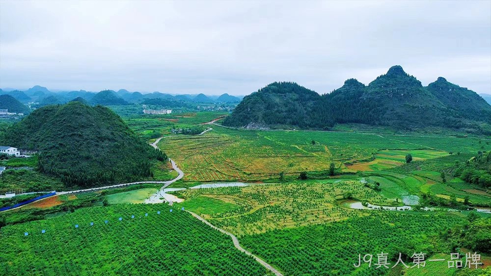 茶叶